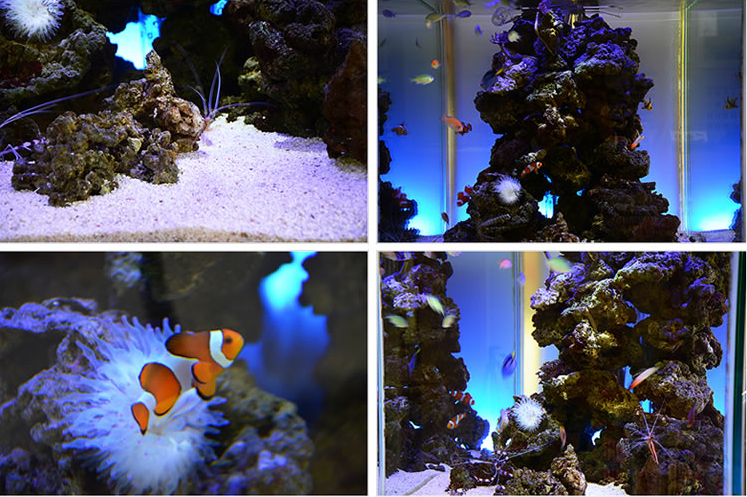 アクアリウム画像